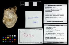Foto (Objekt + Etikett) von Goniodromites sp.  (NHMW-GEO-2014-0194-0870)